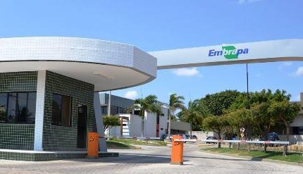 embrapa-6-430×247-1